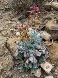 Matthiola odoratissima