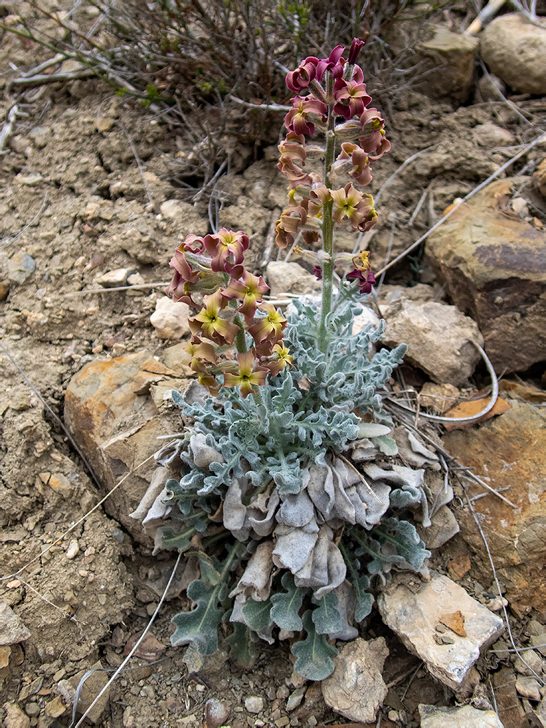 Image of Matthiola odoratissima specimen.