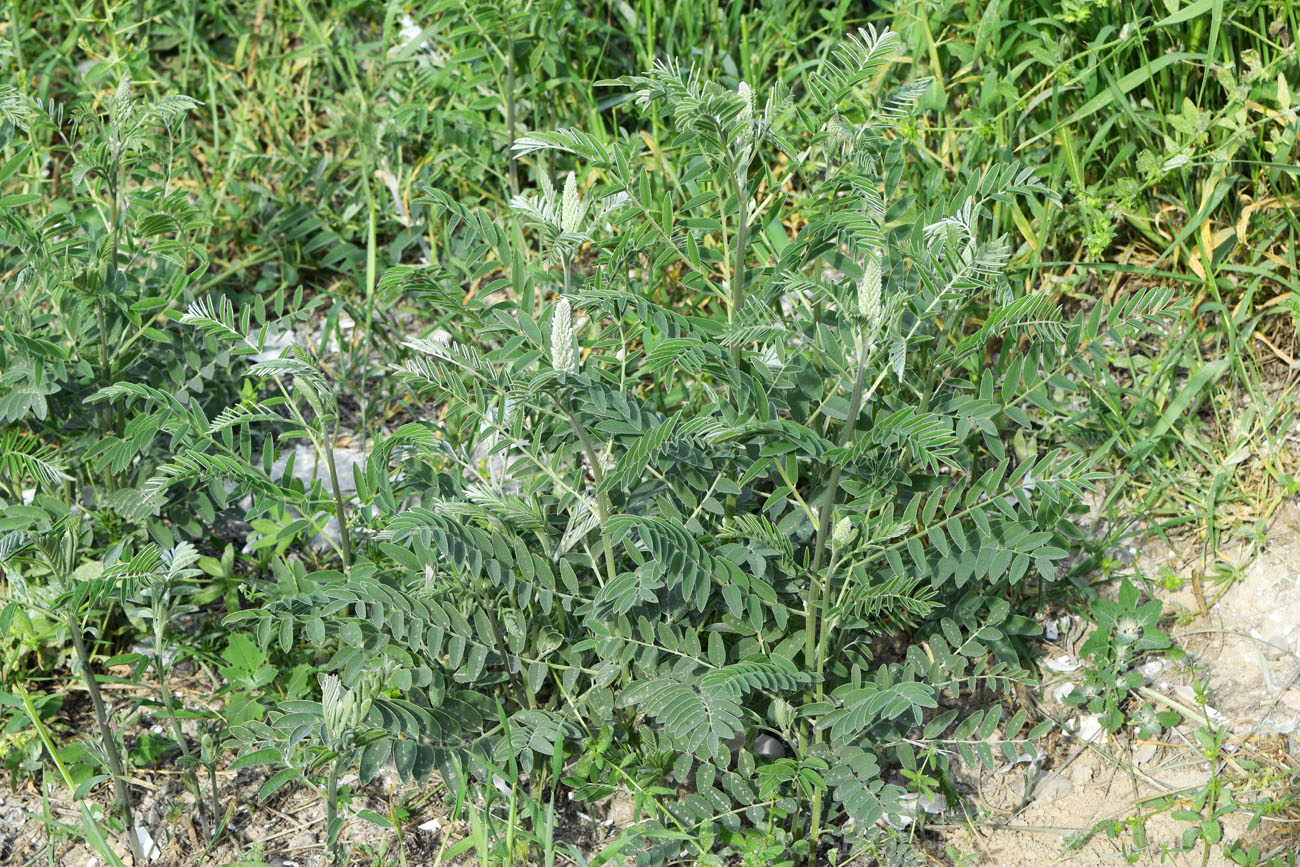Изображение особи Pseudosophora alopecuroides.