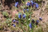 genus Anchusa
