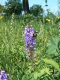 Veronica longifolia
