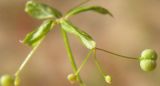 Galium davuricum