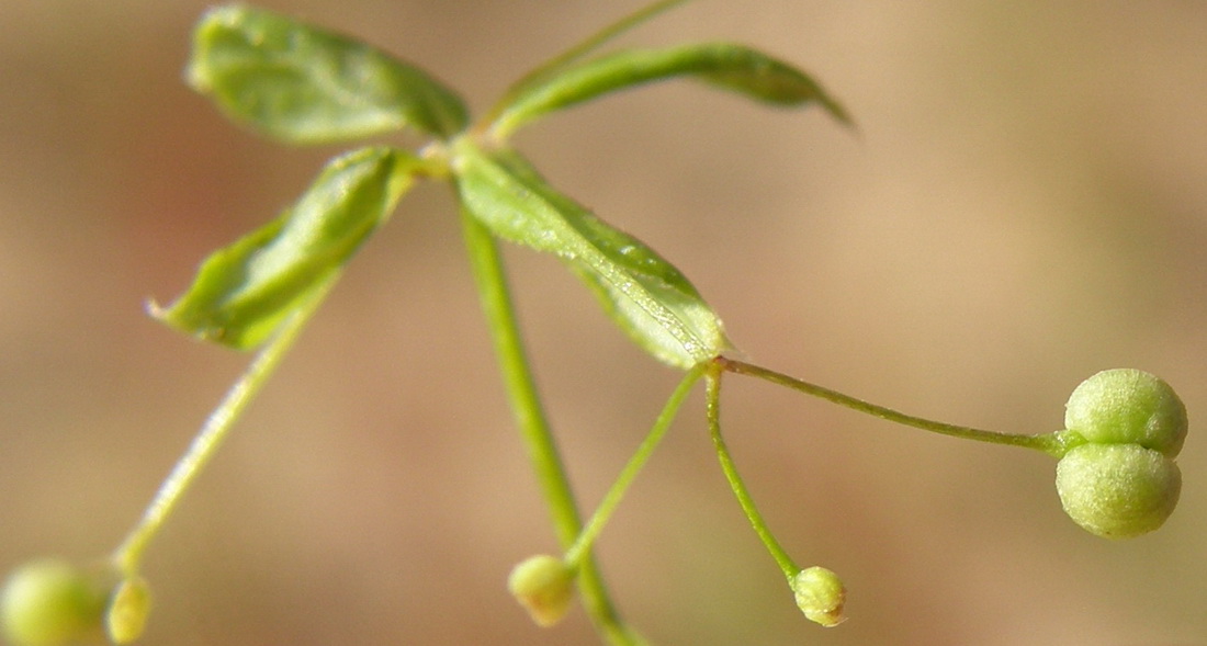 Изображение особи Galium davuricum.