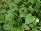 Plantago major. Вегетирующие растения. Хабаровский край, окр. г. Комсомольск-на-Амуре, лиственный лес, на лесной дороге. 23.07.2025.
