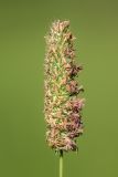 Phleum pratense. Соцветие. Санкт-Петербург, Московский р-н, парк Авиаторов, газон. 17.08.2025.