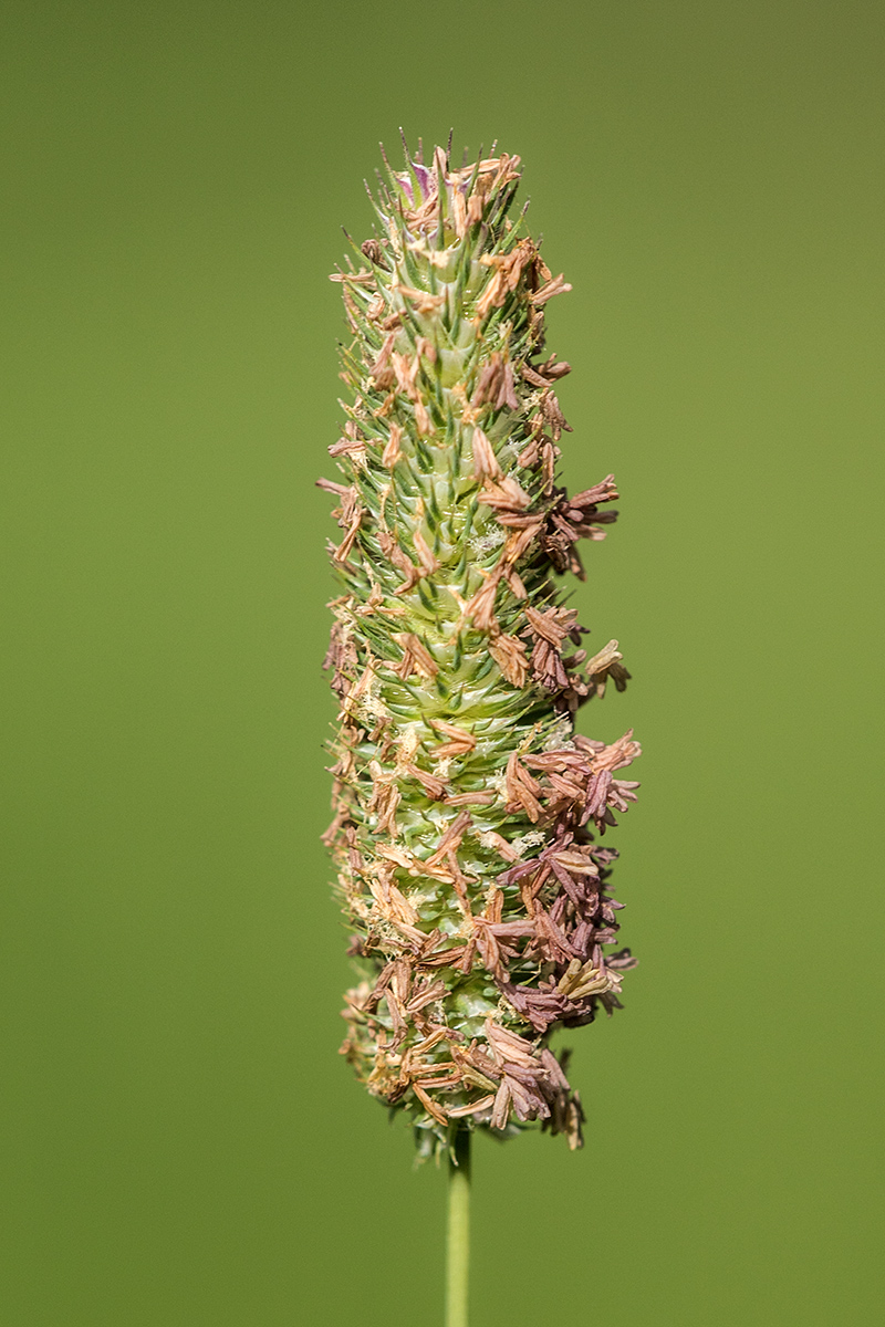 Image of Phleum pratense specimen.