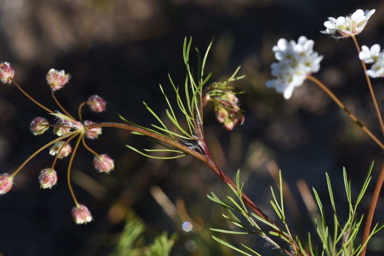 Image of familia Apiaceae specimen.