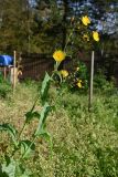 Sonchus arvensis