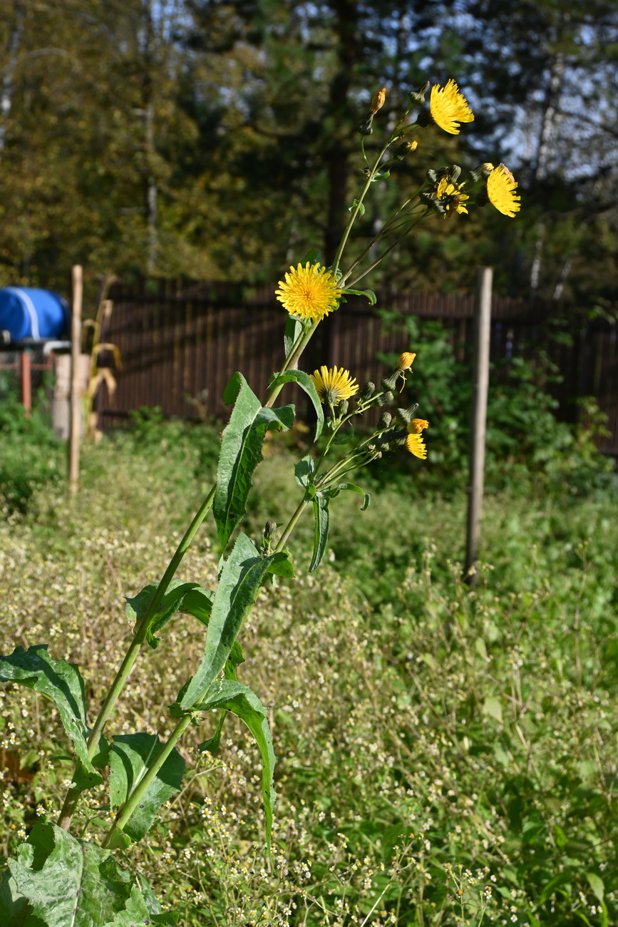 Изображение особи Sonchus arvensis.