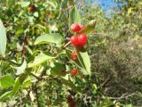 Lonicera korolkowii