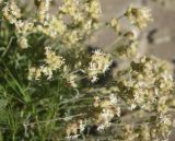 семейство Caryophyllaceae. Верхушки цветущих растений. Турция, ил Ван, хр. Бол, окр. крепости Чавуштепе, горная степь. 23 мая 2025 г.