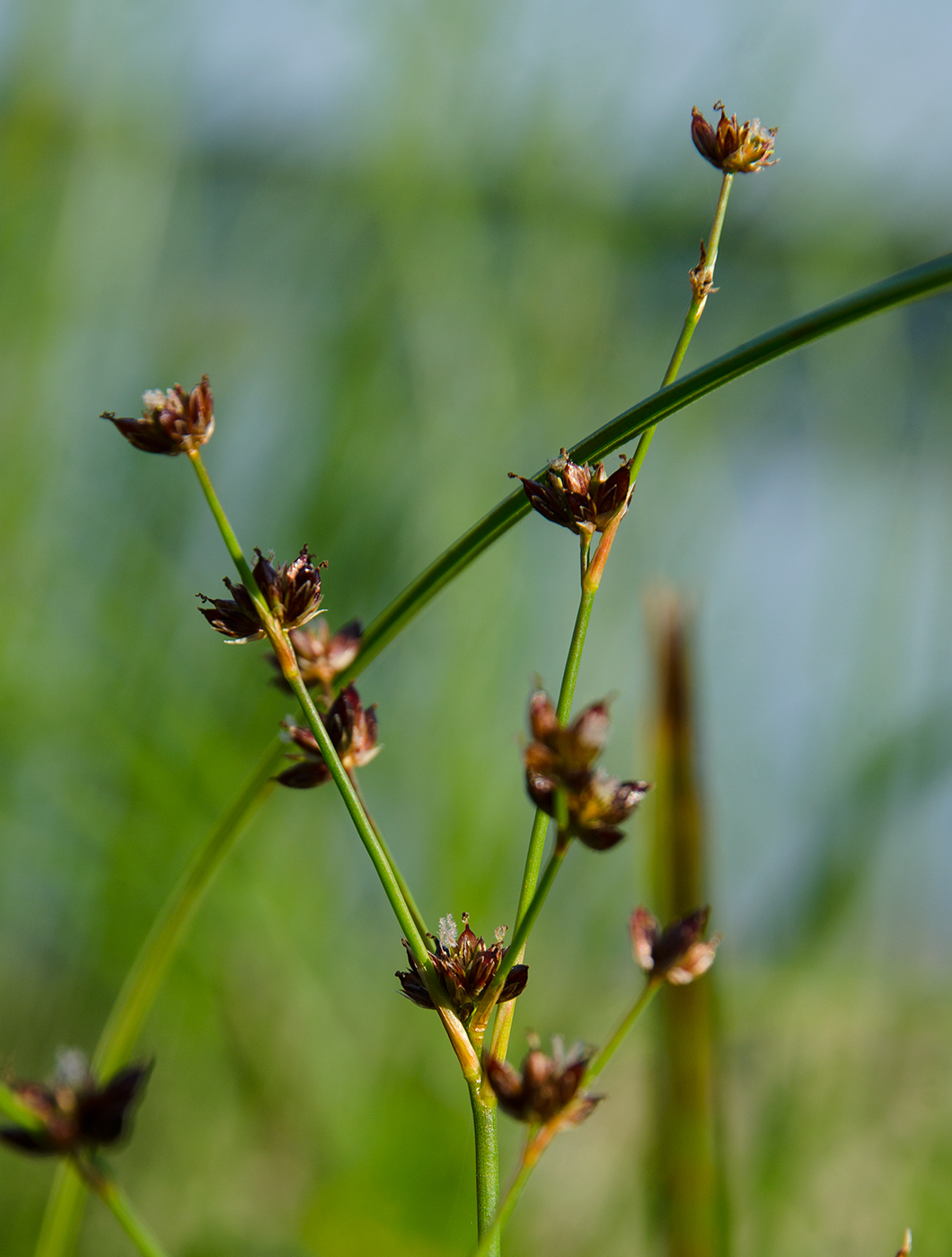 Изображение особи род Juncus.