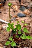 Parnassia palustris. Растение с раскрывающимися цветками. Кольский полуостров, Кандалакшский берег Белого моря, левый берег в устье р. Чёрная, речной марш. 1 июля 2025 г.