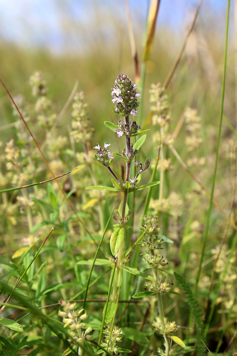 Изображение особи род Thymus.