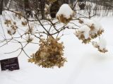 Hydrangea paniculata. Засохшее соцветие ('Little Lime'). Москва, филиал Ботсада МГУ \"Аптекарский огород\", в культуре. 09.01.2026.