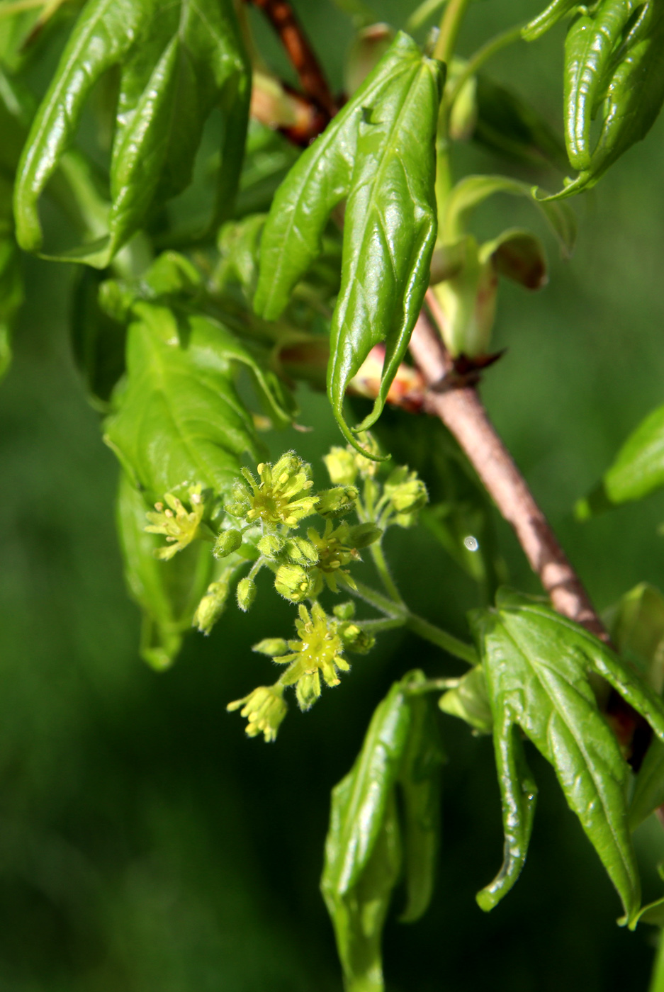 Image of Acer campestre specimen.