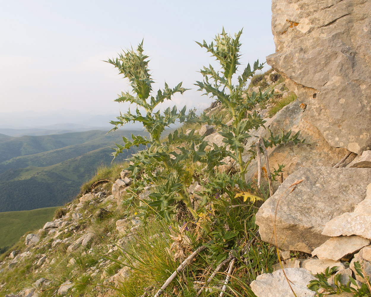 Image of Cirsium obvallatum specimen.