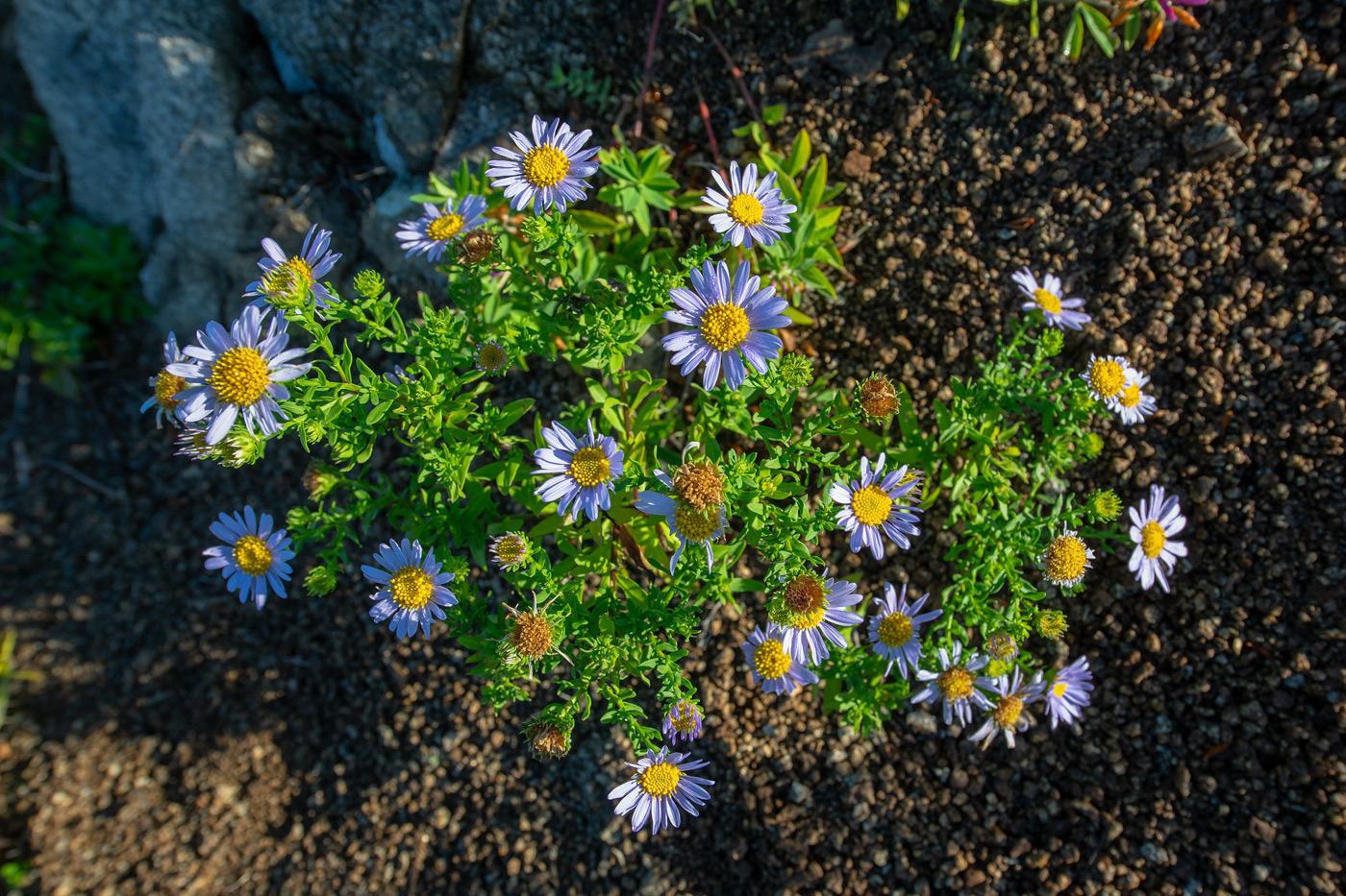 Image of Heteropappus hispidus specimen.