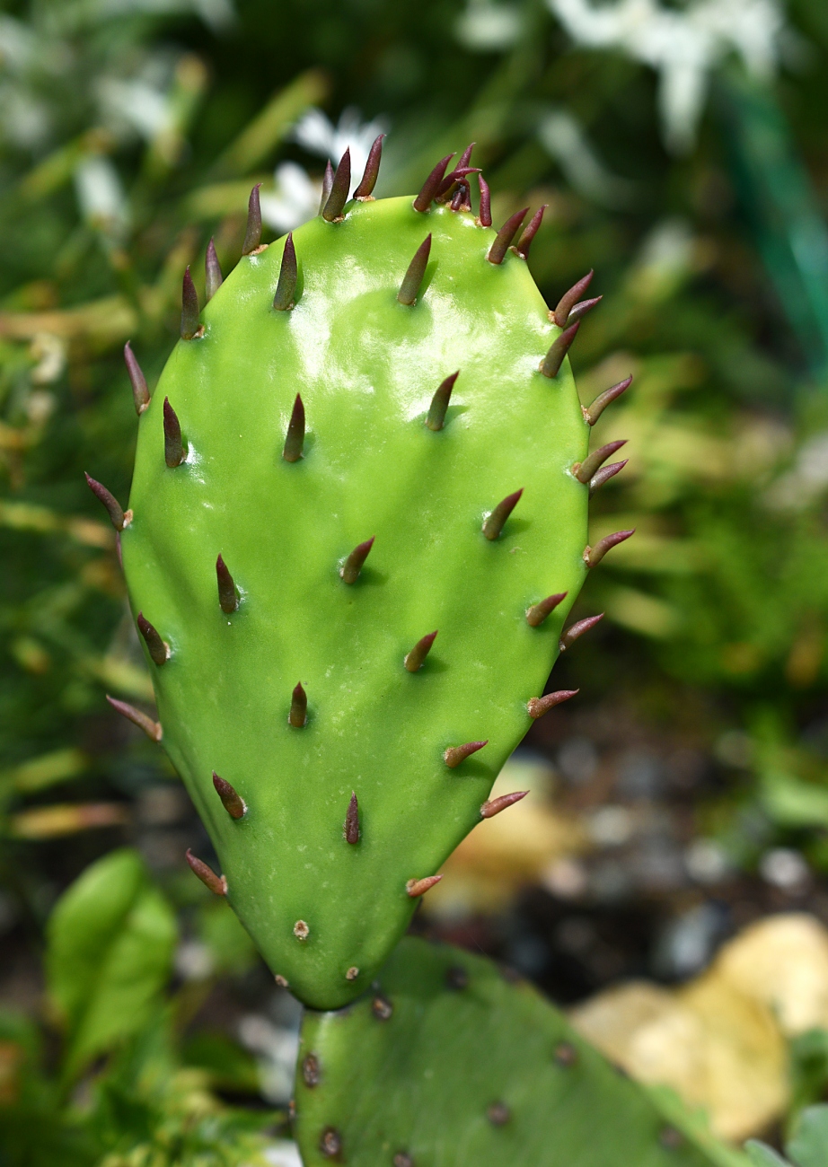 Image of Opuntia humifusa specimen.