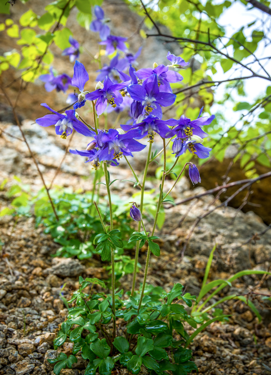 Изображение особи Aquilegia parviflora.
