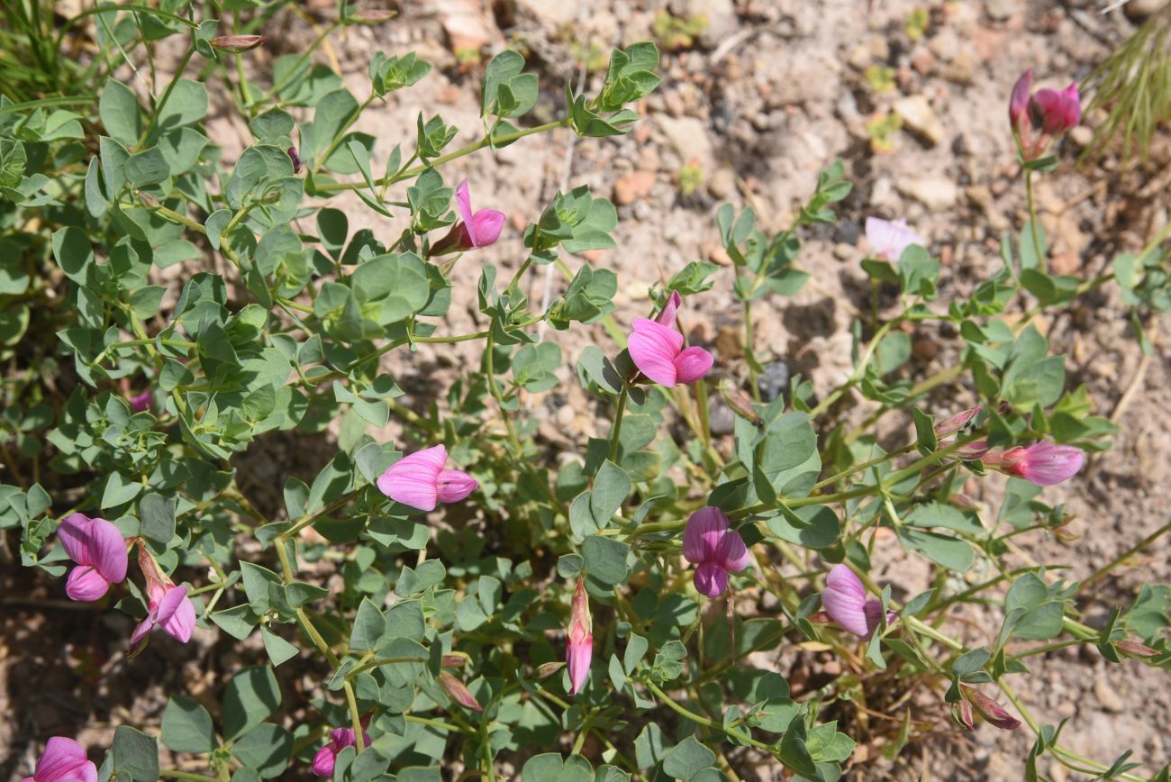 Image of familia Fabaceae specimen.