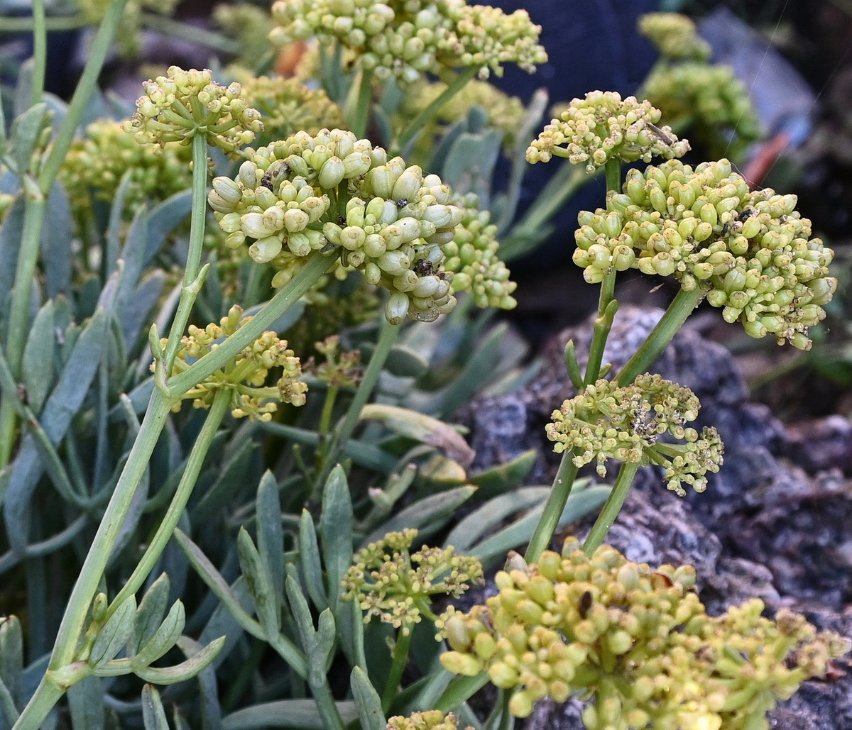 Image of Crithmum maritimum specimen.
