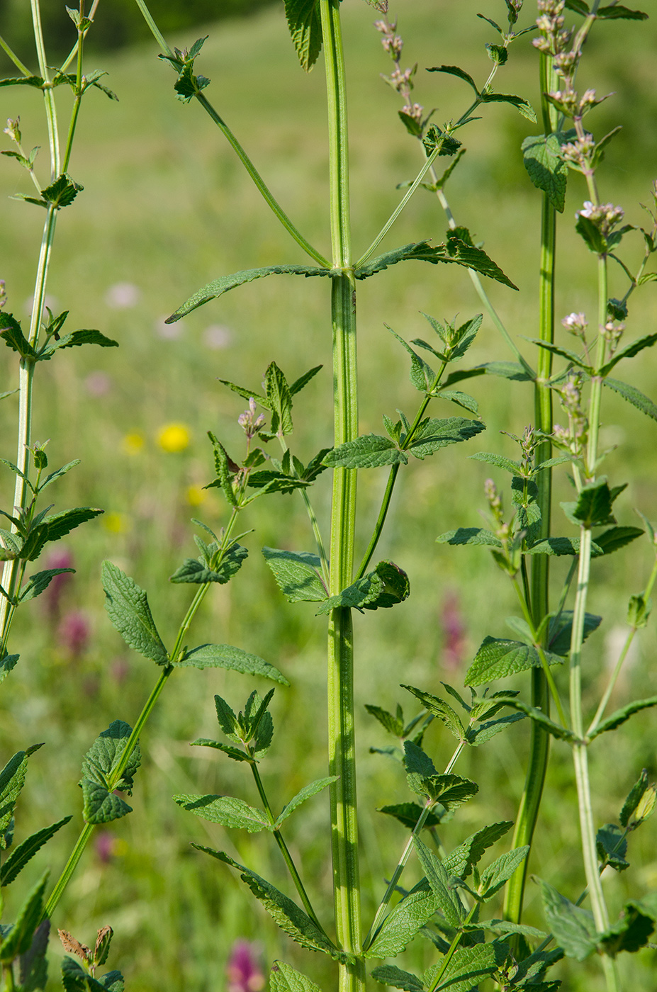 Image of Nepeta nuda specimen.