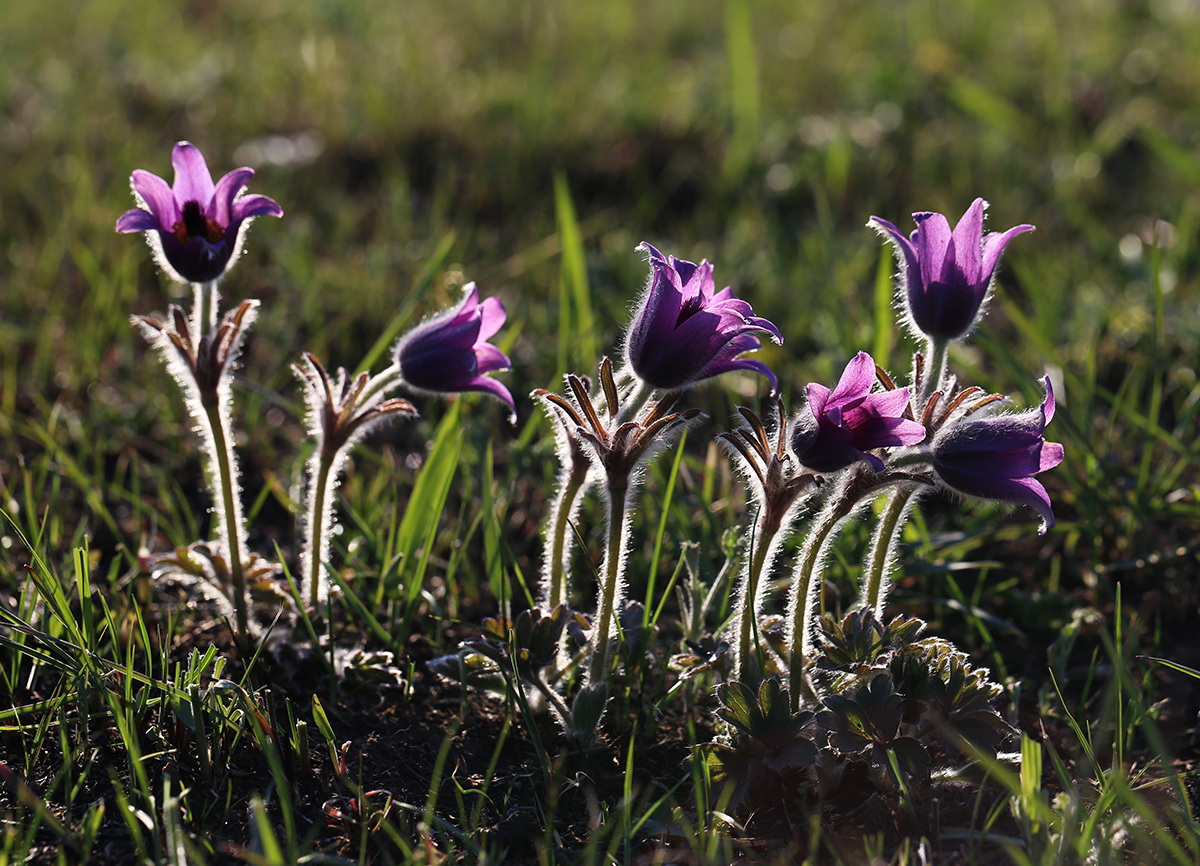 Изображение особи Pulsatilla chinensis.
