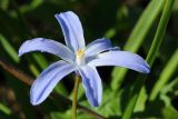 Chionodoxa luciliae. Цветок. Ленинградская обл., Ломоносовский р-н, дер. Дубки, дачный участок. 01.05.2026.