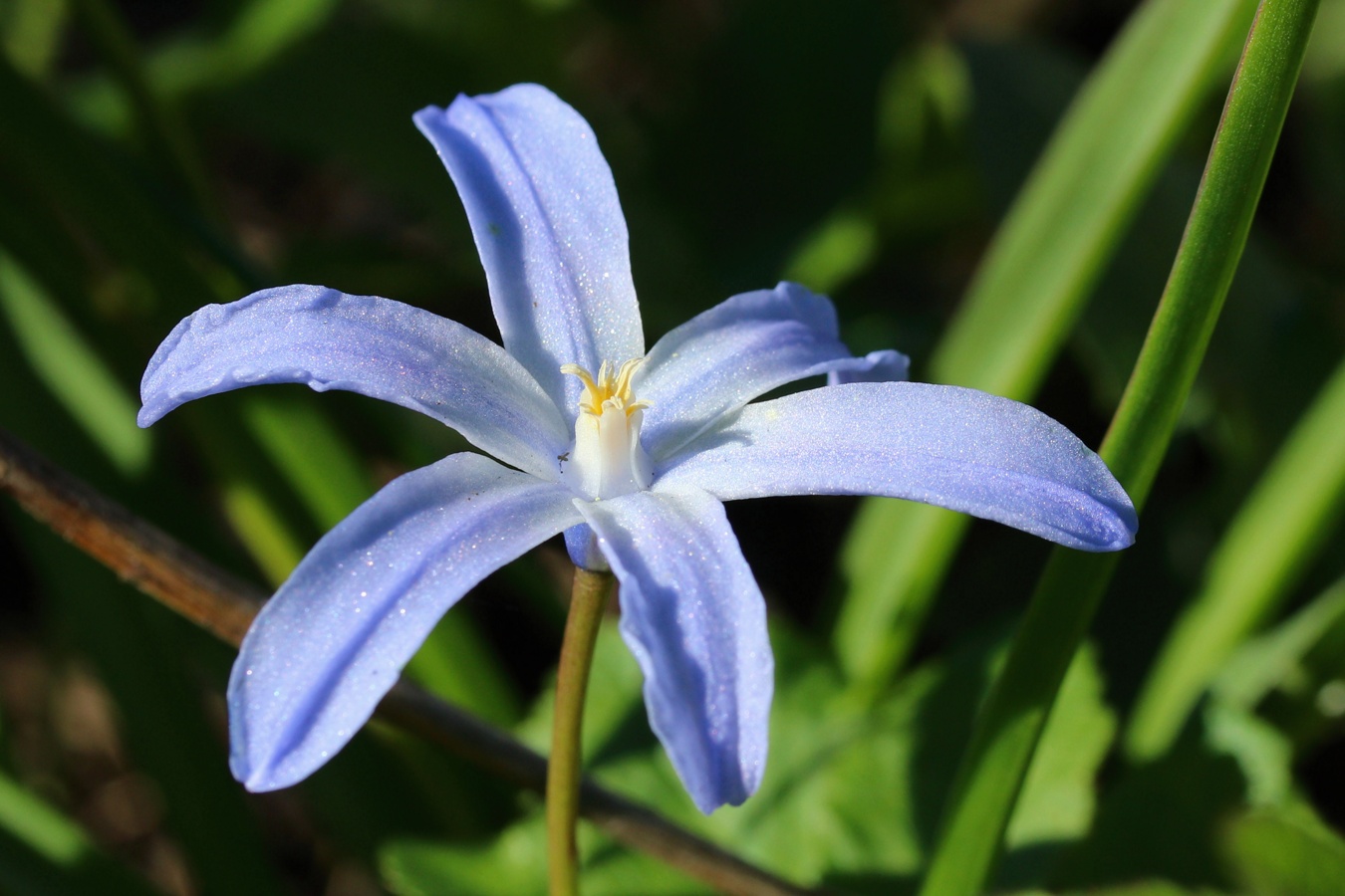Image of Chionodoxa luciliae specimen.