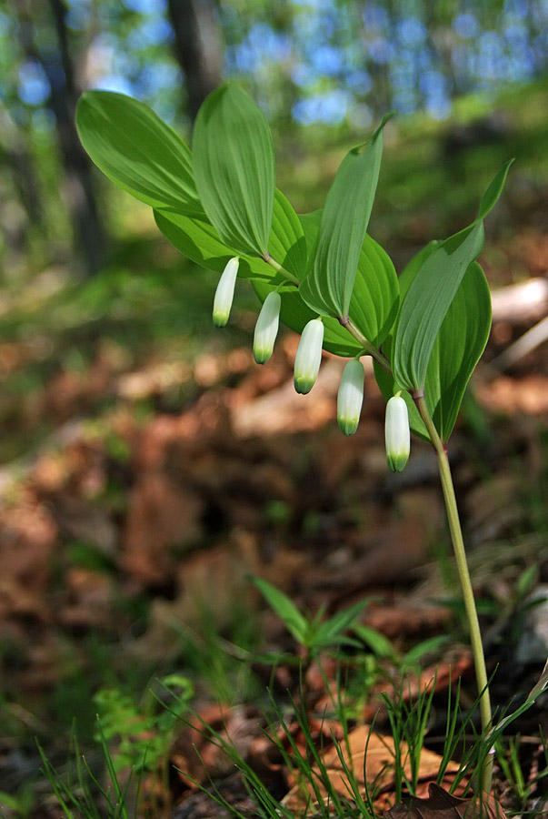 Image of Polygonatum odoratum specimen.