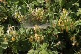 Lonicera japonica. Верхушки побегов с соцветиями в зарослях Rubus sp. Крым, Севастополь, пустырь. 27.06.2026.