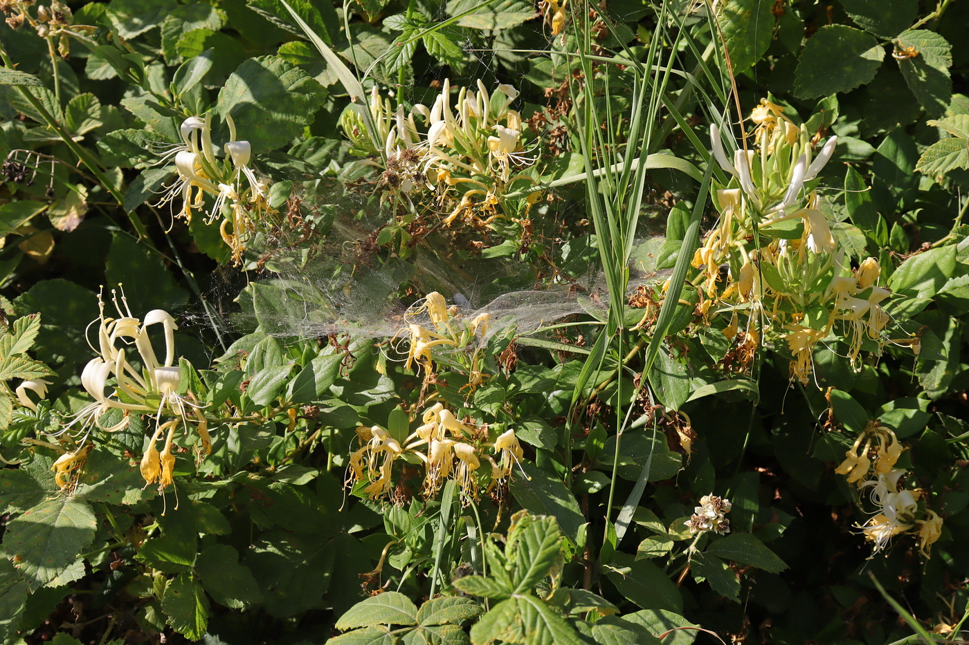 Image of Lonicera japonica specimen.