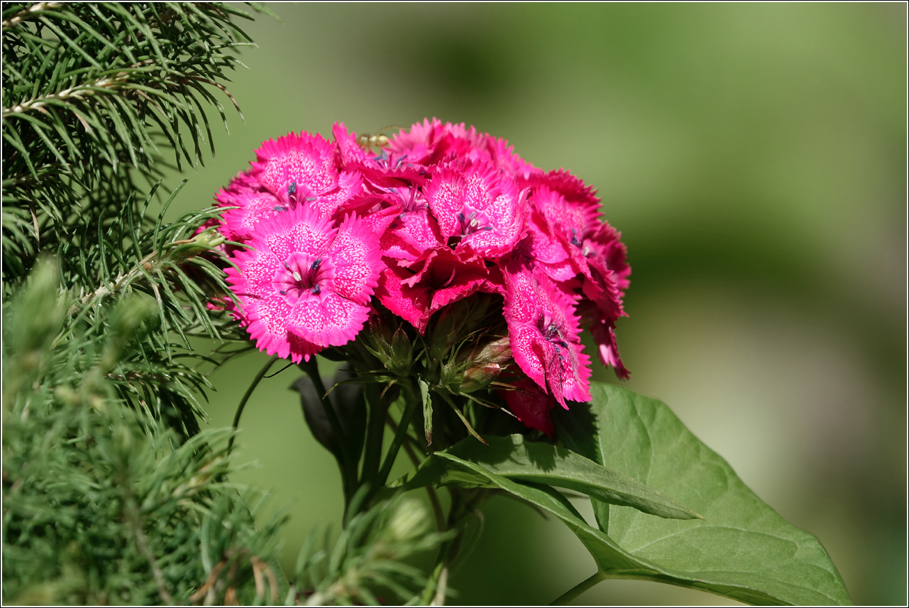 Изображение особи Dianthus barbatus.