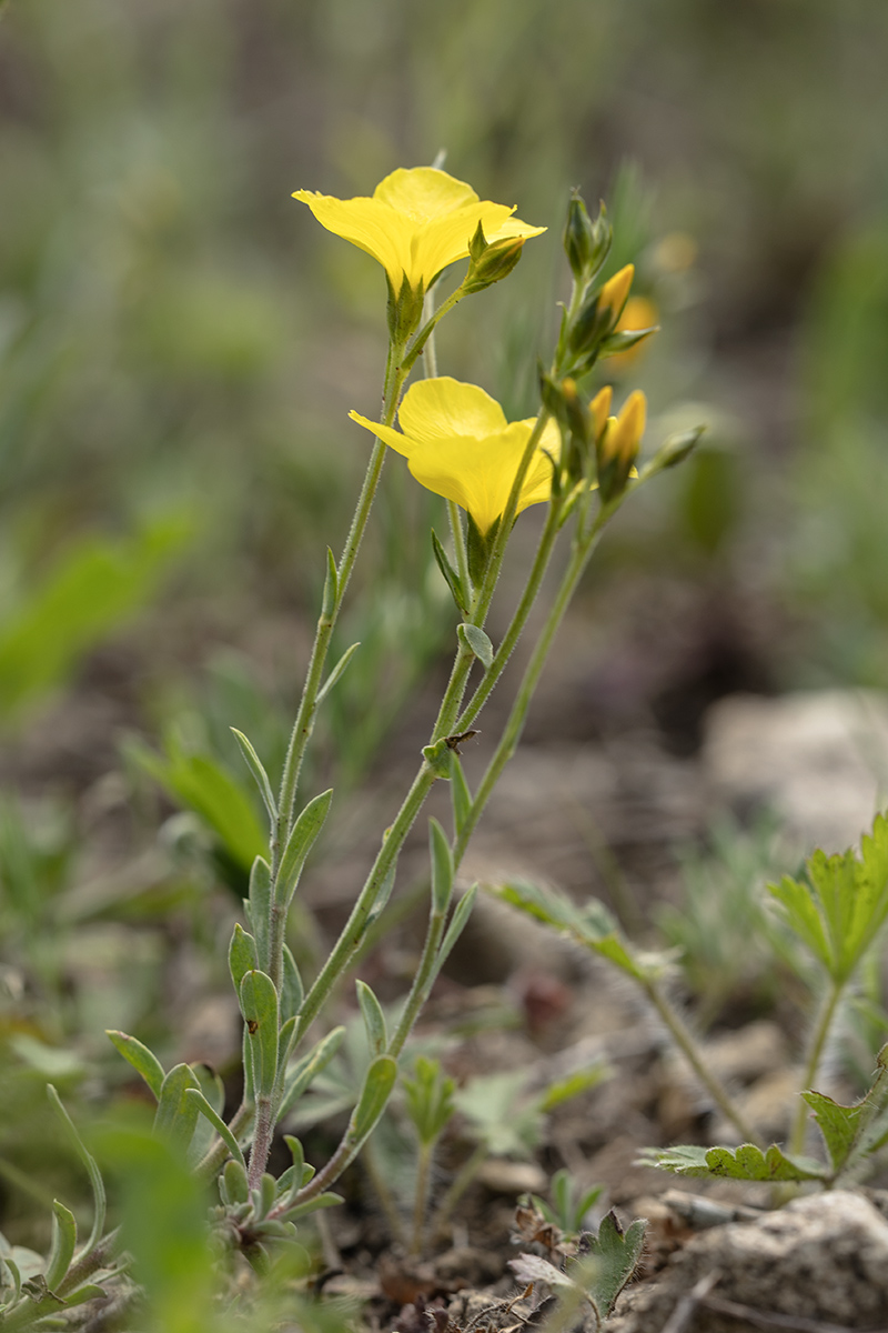 Image of Linum czernjajevii specimen.