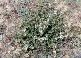 Otostegia olgae