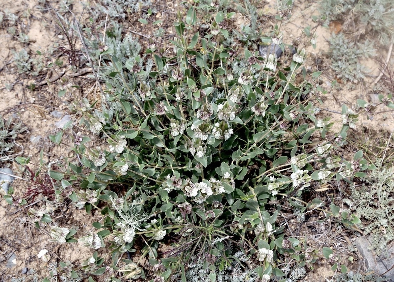 Изображение особи Otostegia olgae.