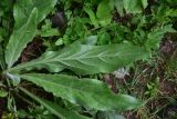 unknown species. Лист (вид на абаксиальную поверхность). Турция, ил Артвин, дер. Bağcılar, обочина дороги. 12 июня 2026 г.