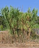 Arundo donax. Плодоносящие растения. Португалия, округ Сетубал, г. Сетубал, у дороги. 16.08.2025.
