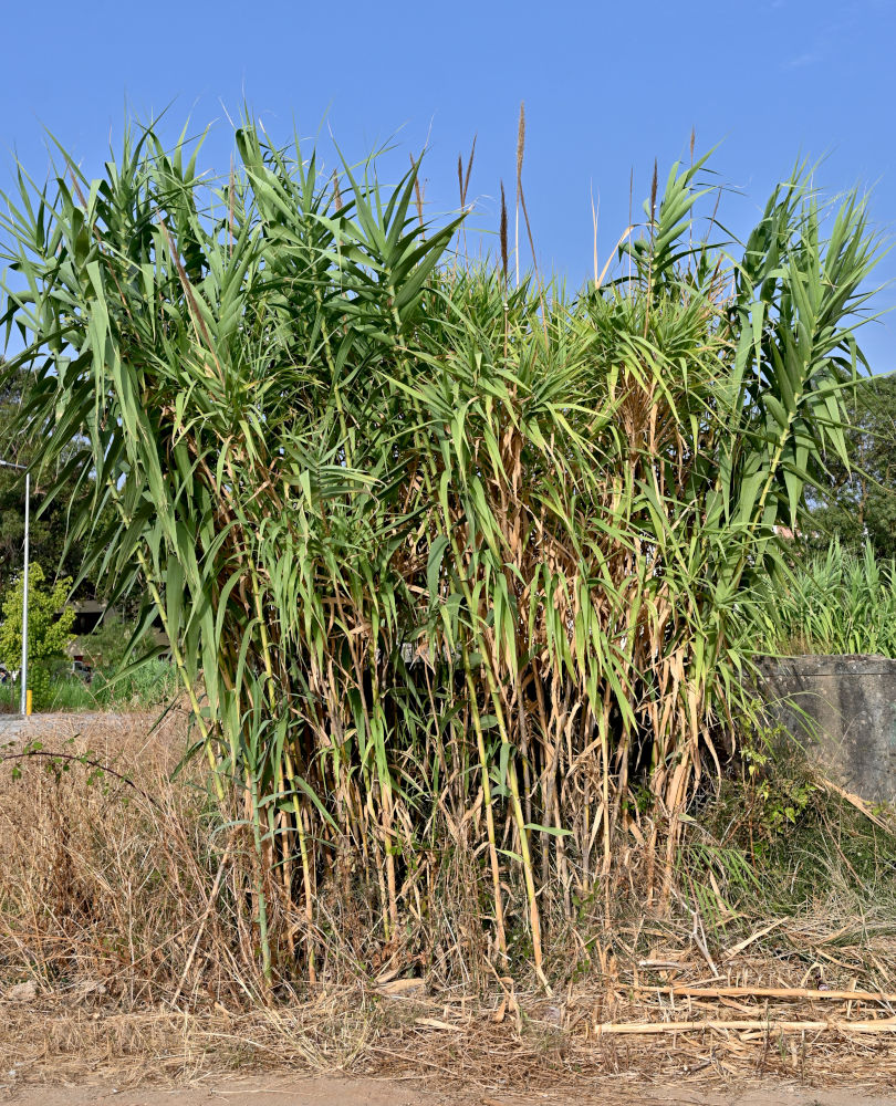 Изображение особи Arundo donax.