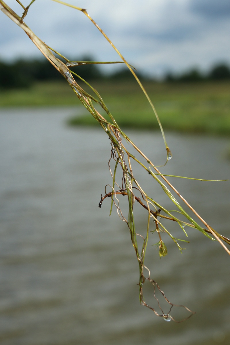 Image of Potamogeton trichoides specimen.