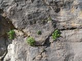 Hylotelephium ewersii. Вегетирующие растения. Таджикистан, Горно-Бадахшанская автономная обл., Дарвазский р-н, Дарвазский хр., перев. Хабуработ, выс. ≈ 2600 м н.у.м., известняковые скалы. 19 июня 2026 г.