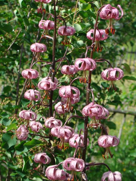 Изображение особи Lilium martagon.