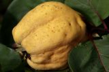 Cydonia oblonga