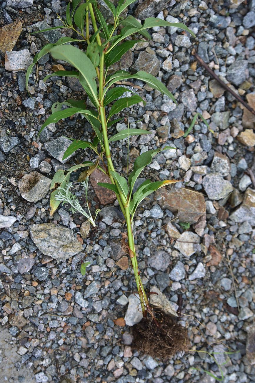 Image of genus Aconogonon specimen.