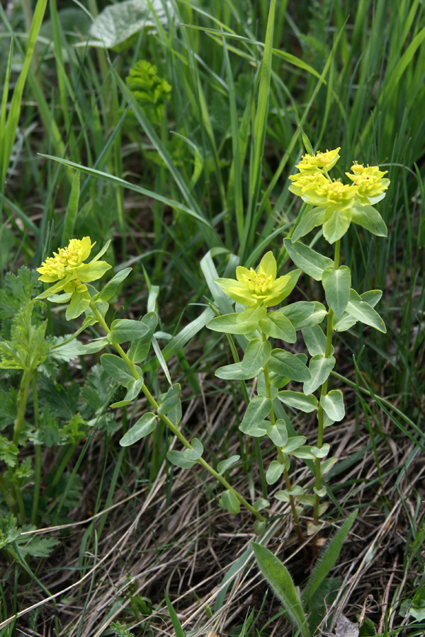 Изображение особи Euphorbia sarawschanica.