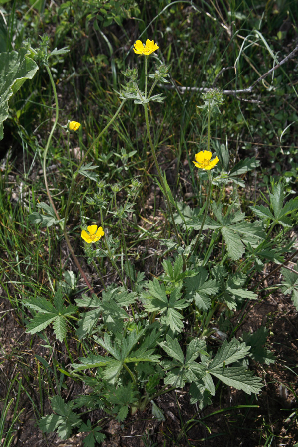 Image of Potentilla asiatica specimen.