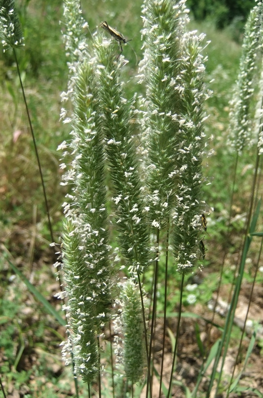 Изображение особи Phleum phleoides.