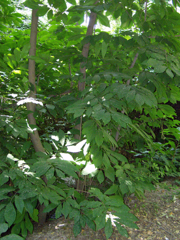 Image of Asimina triloba specimen.