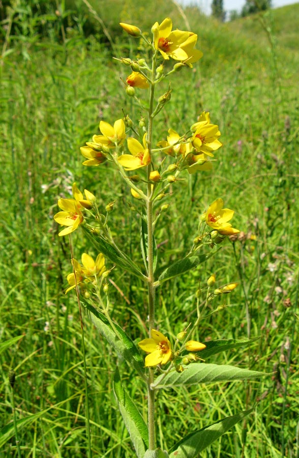 Изображение особи Lysimachia vulgaris.